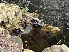 Nerodia fasciata pictiventris