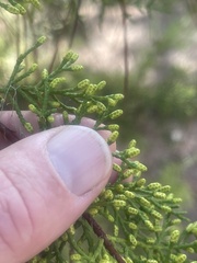 Cupressus goveniana