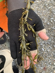 Ascophyllum nodosum