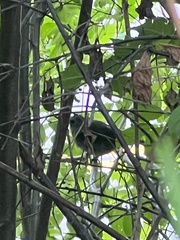 Dumetella carolinensis