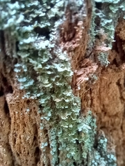 Cladonia incrassata