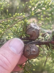 Cupressus goveniana