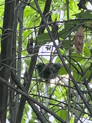 Dumetella carolinensis