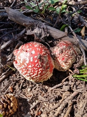 Amanita muscaria flavivolvata