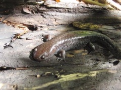 Ambystoma talpoideum