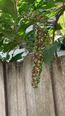 Phytolacca americana