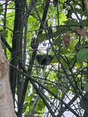 Dumetella carolinensis