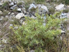 Juniperus deltoides