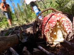 Amanita muscaria flavivolvata