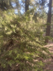Cupressus goveniana