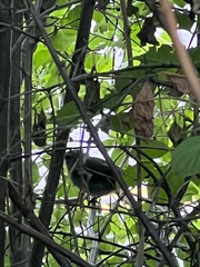 Dumetella carolinensis