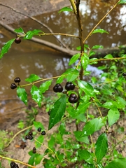 Ditrysinia fruticosa