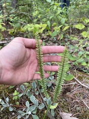 Asplenium platyneuron