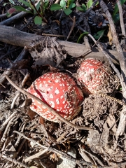 Amanita muscaria flavivolvata