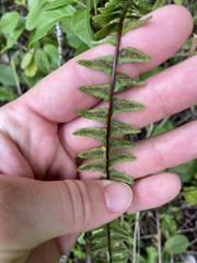 Asplenium platyneuron