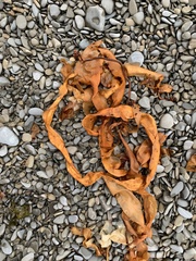 Saccharina latissima