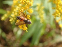 Eriothrix rufomaculata