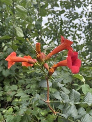 Campsis radicans