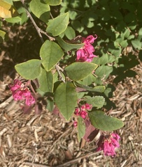 Loropetalum chinense