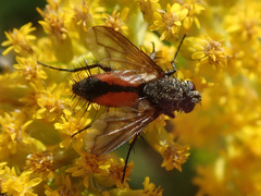 Eriothrix rufomaculata