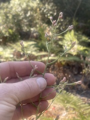 Pseudognaphalium ramosissimum