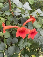 Campsis radicans