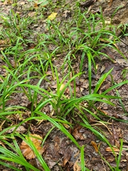 Carex abscondita