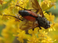 Eriothrix rufomaculata