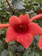 Campsis radicans