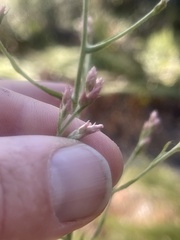 Pseudognaphalium ramosissimum