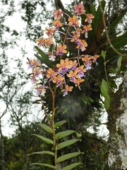 Epidendrum pseudoschumannianum