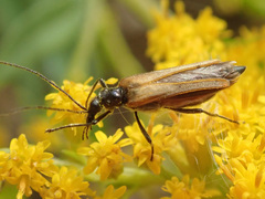 Oedemera femorata