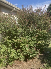 Loropetalum chinense