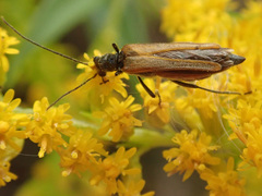 Oedemera femorata