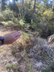 Pseudognaphalium ramosissimum