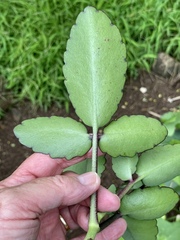 Kalanchoe pinnata