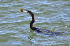 Anhinga novaehollandiae