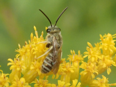 Halictus subauratus