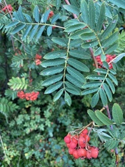 Sorbus scopulina