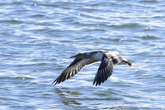 Morus serrator