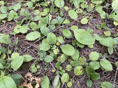 Packera paupercula pseudotomentosa