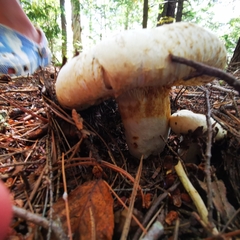 Lactifluus deceptivus