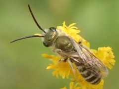 Halictus subauratus