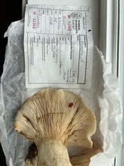 Lactarius