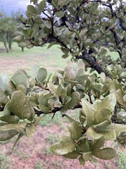 Quercus fusiformis