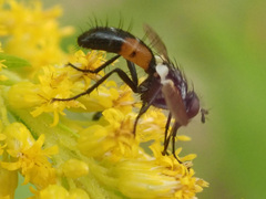 Cylindromyia intermedia