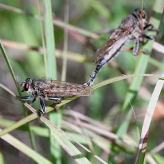 Promachus vertebratus