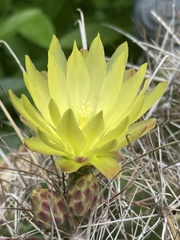 Hamatocactus setispinus