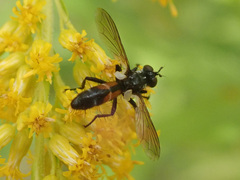 Cylindromyia intermedia