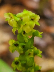 Platanthera flava